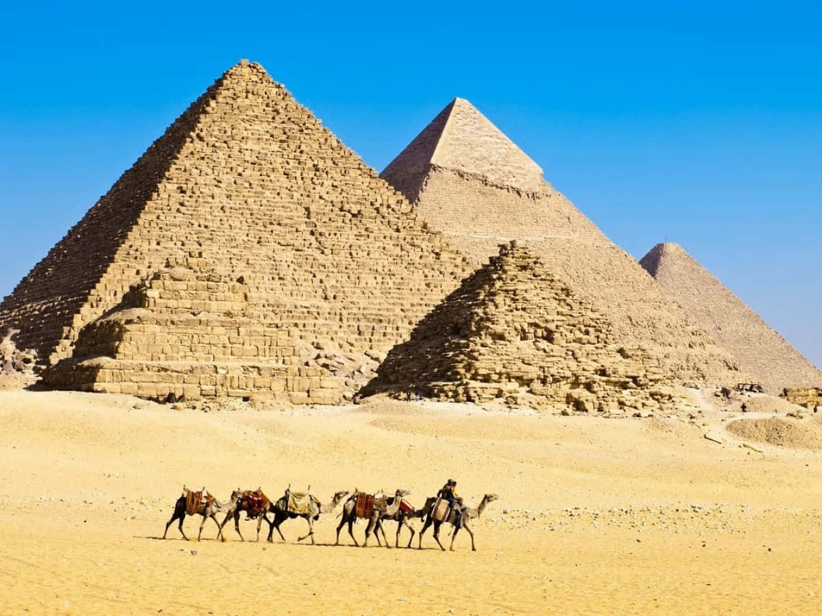A Group Of Camels Are Riding In Front Of The Pyramids