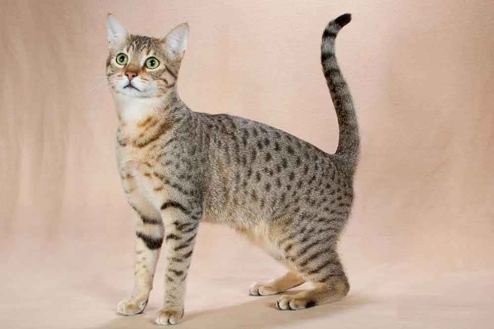 Elegant striped Egyptian Mau looking into the distance Wallpaper