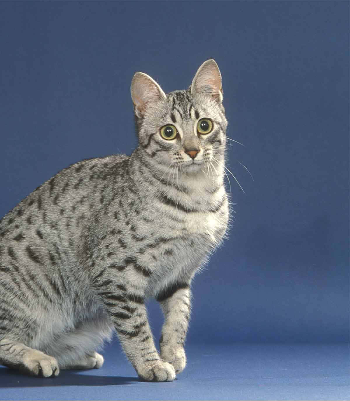 Stunning Silver Egyptian Mau resting on a cozy couch Wallpaper