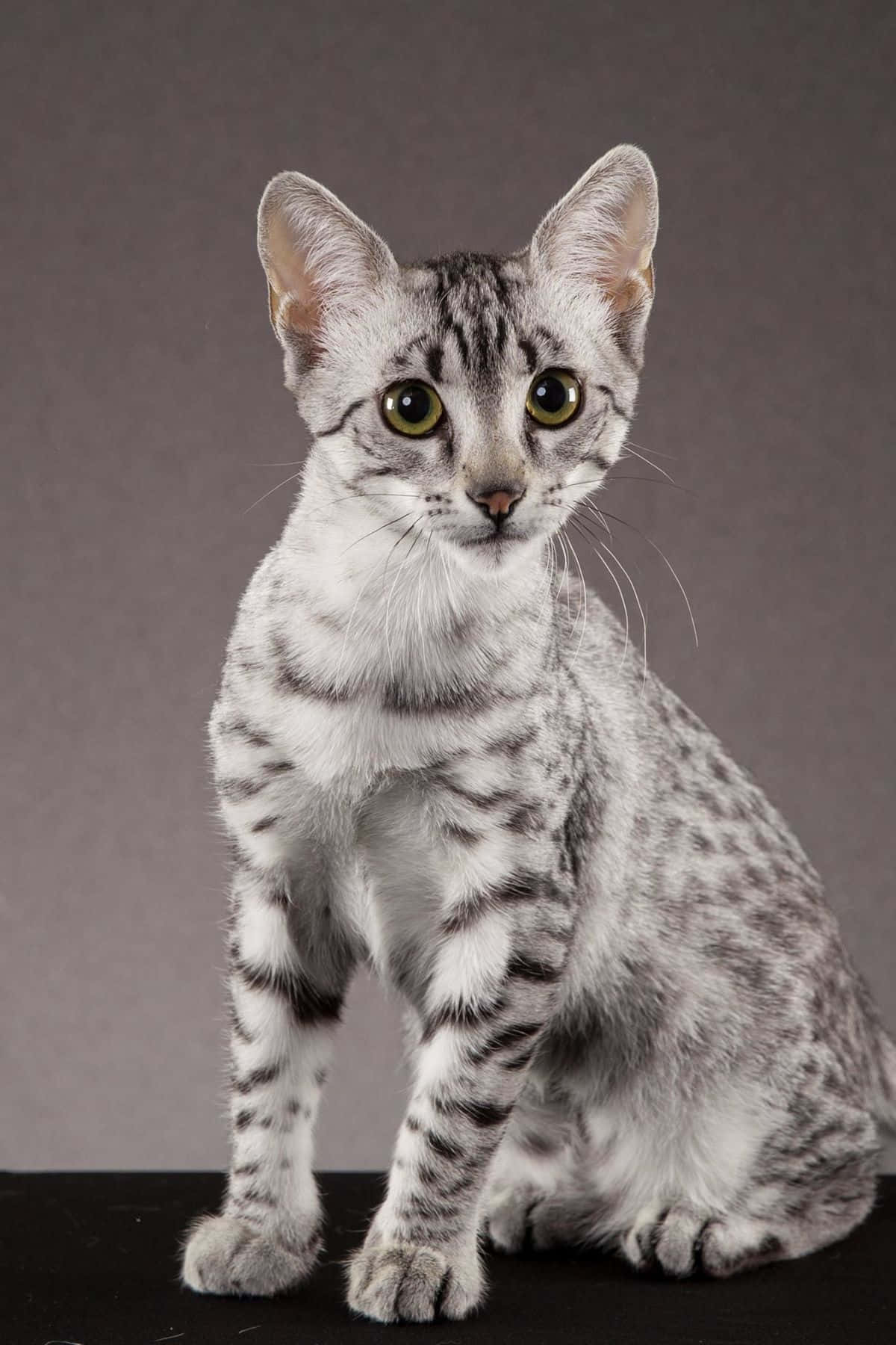 Graceful Egyptian Mau Cat Posing for a Picture Wallpaper