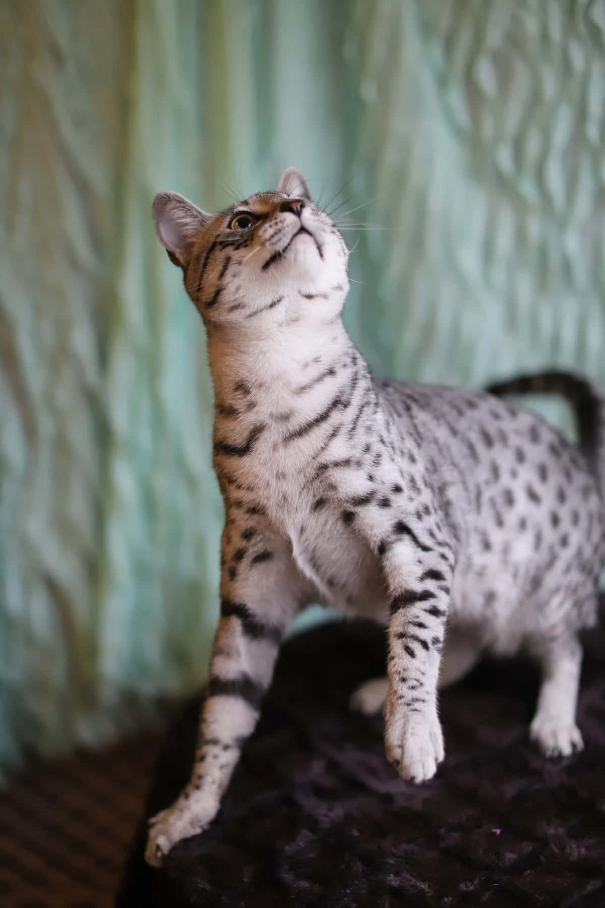Elegant Egyptian Mau Cat Posing for a Portrait Wallpaper