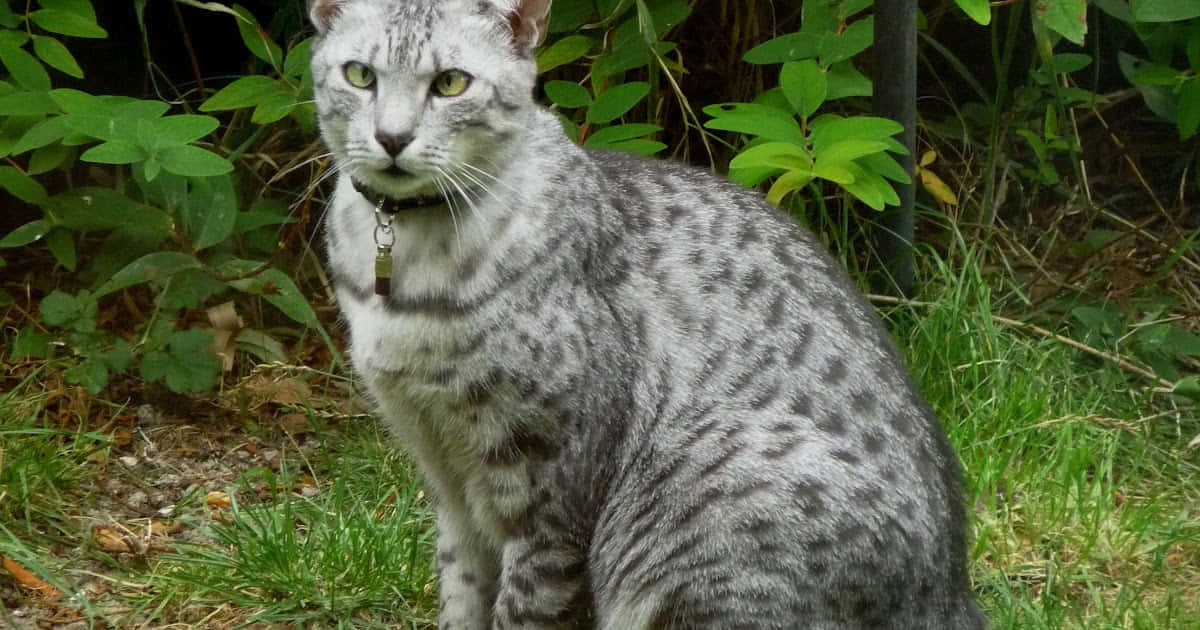 Caption: Beautiful Egyptian Mau with captivating green eyes Wallpaper