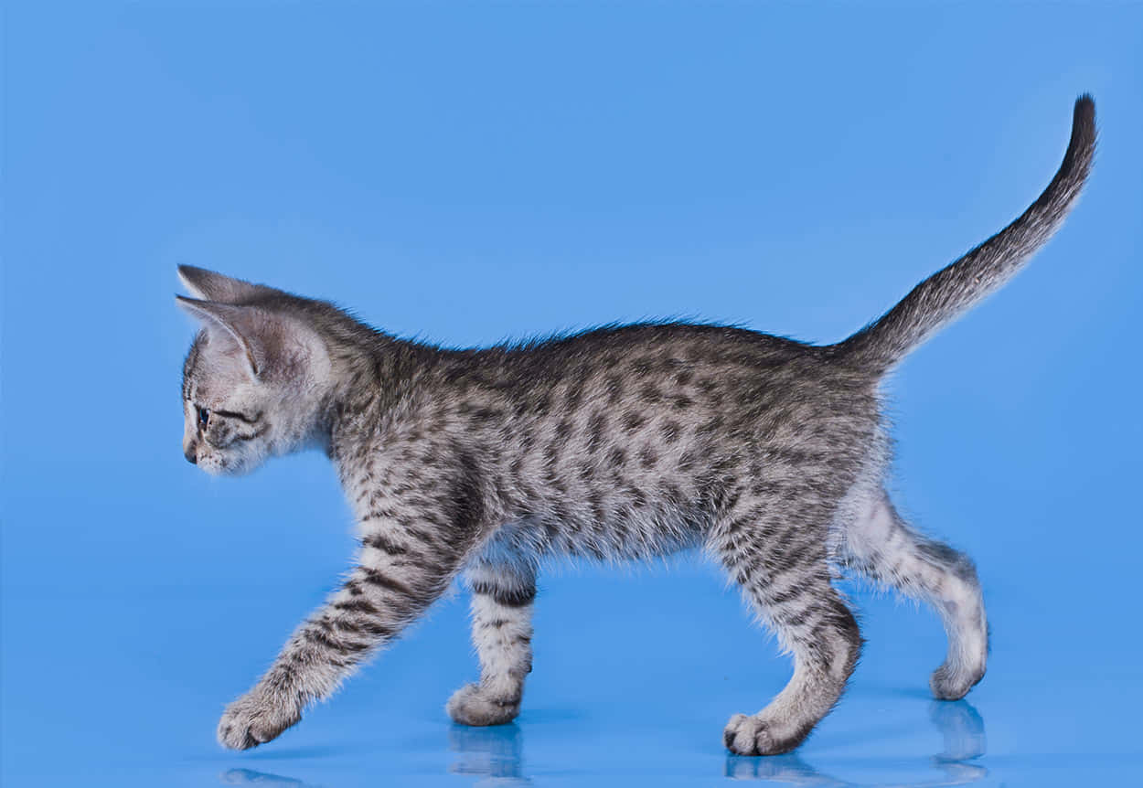 Beautiful Silver Egyptian Mau Cat with Striking Green Eyes Wallpaper
