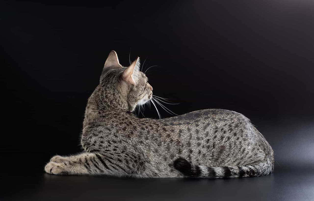 Elegant Egyptian Mau Cat Lounging on a Couch Wallpaper