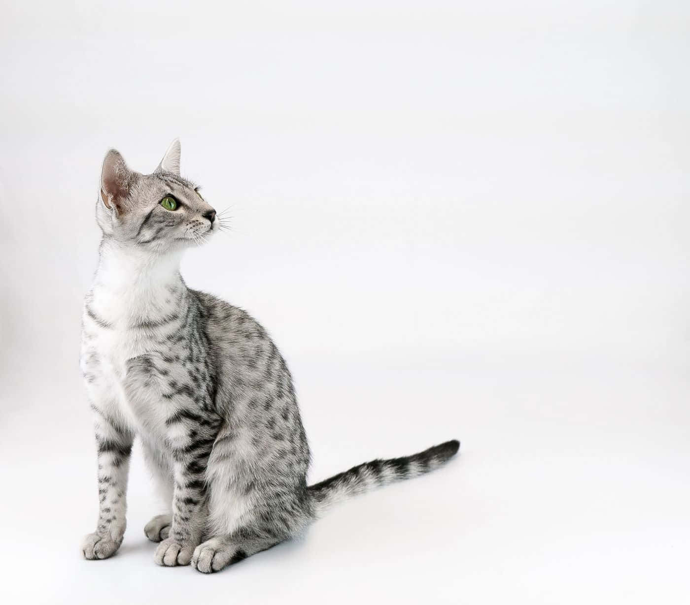 Majestic Egyptian Mau Resting in Nature Wallpaper