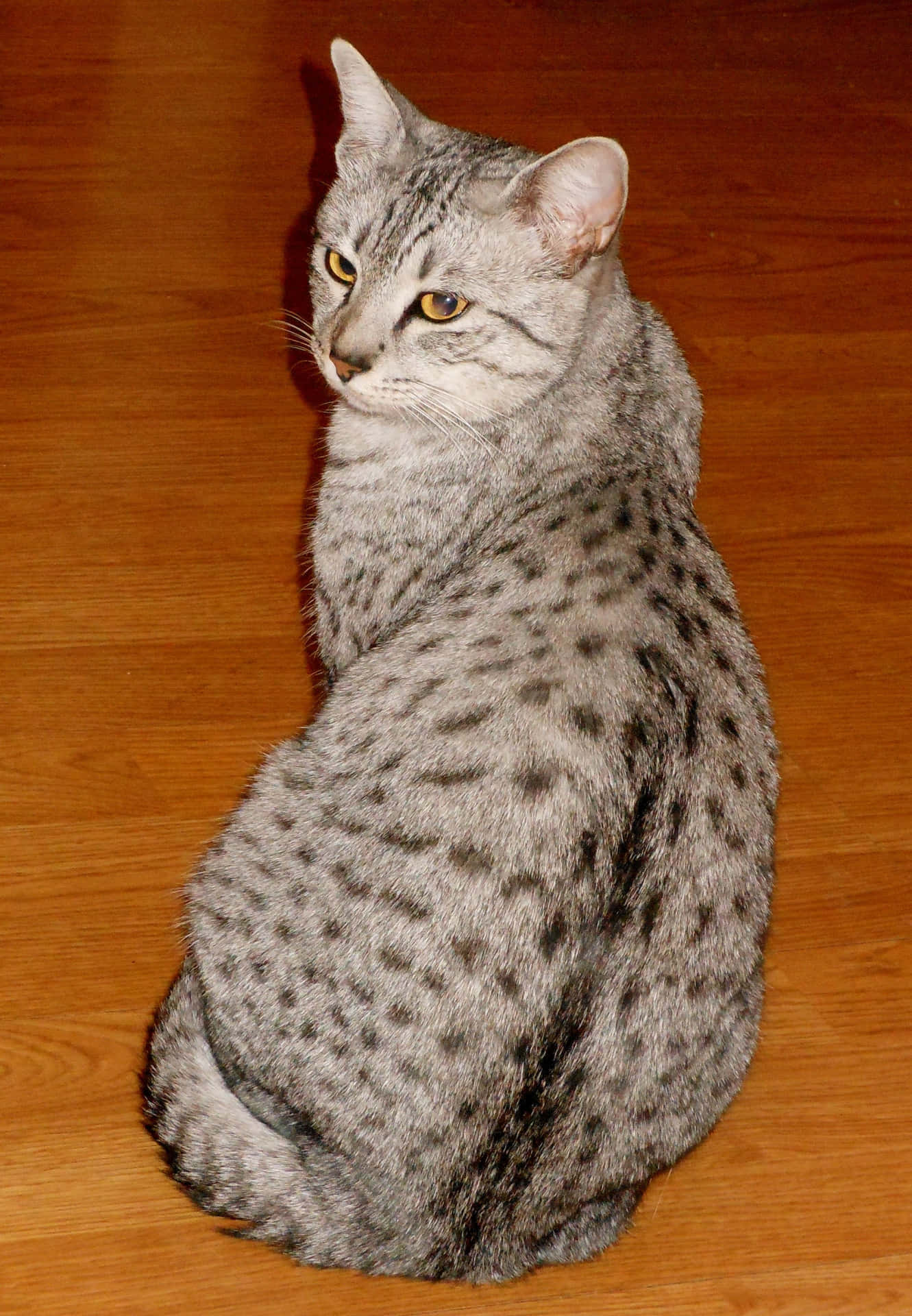 Egyptian Mau gracefully sitting in a royal pose Wallpaper