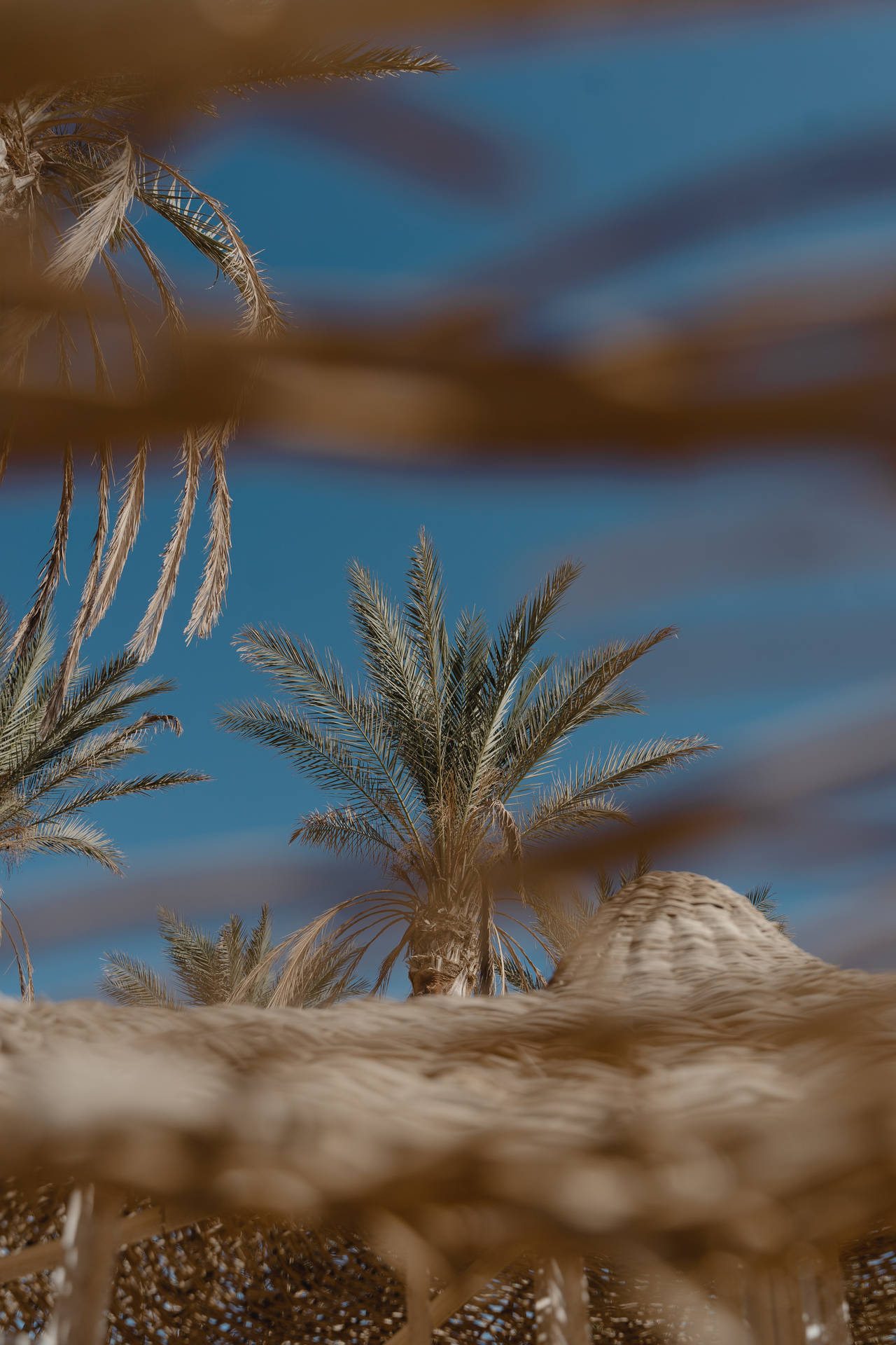 Pynt dit skrivebord op med egyptiske palmetræer. Wallpaper