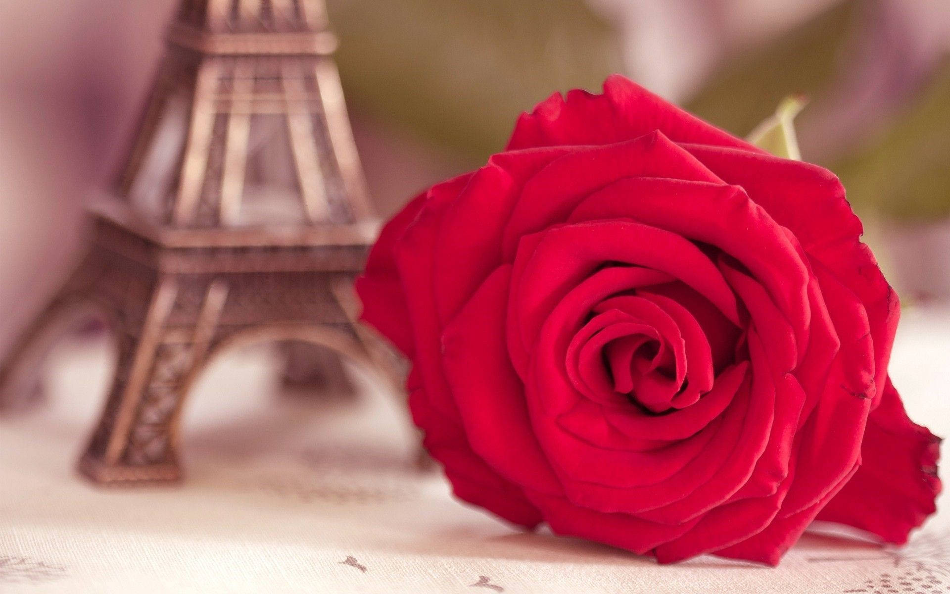 Eiffel Rose Flower Desktop