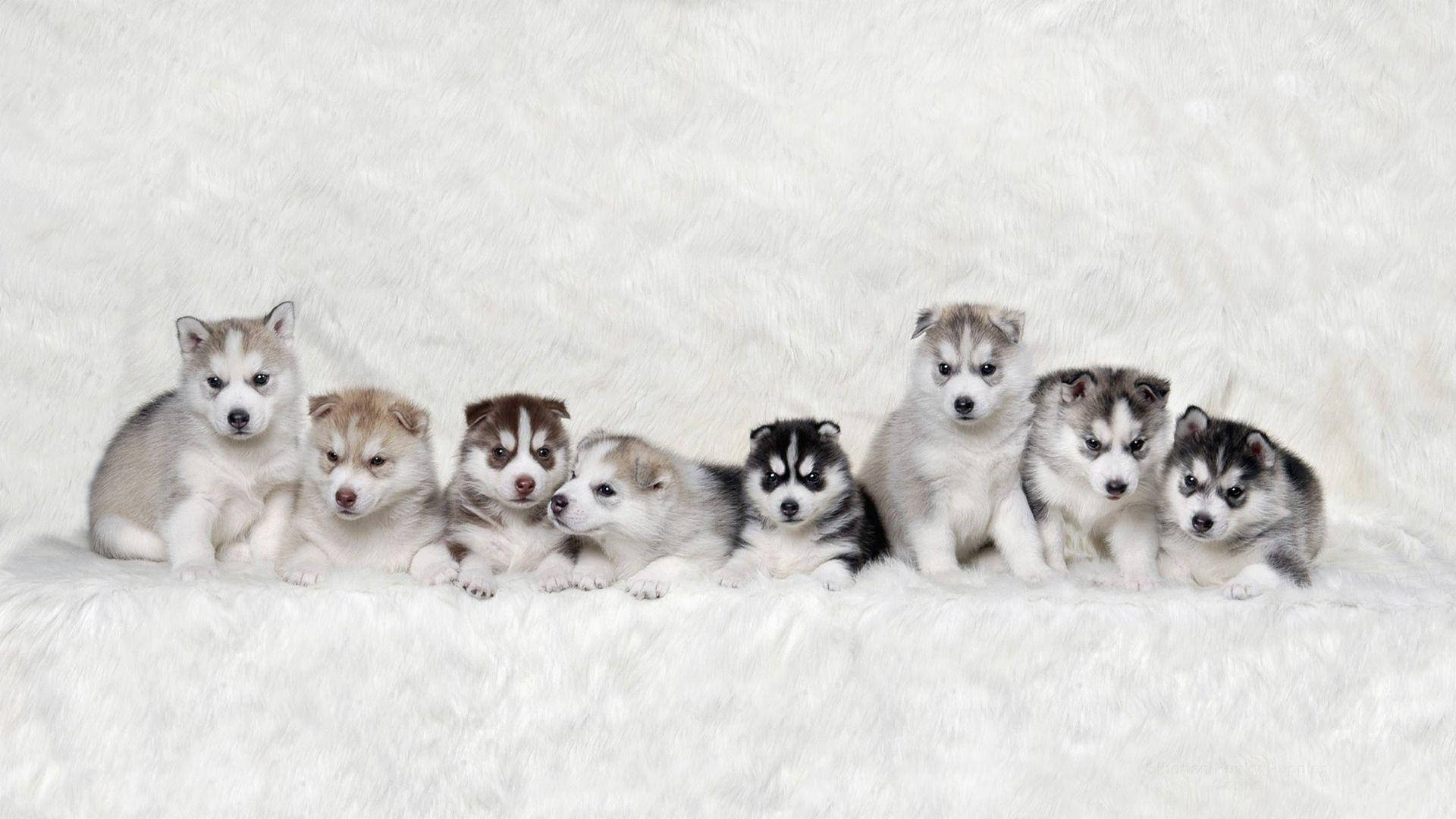 Eight Husky Puppy Dogs Background
