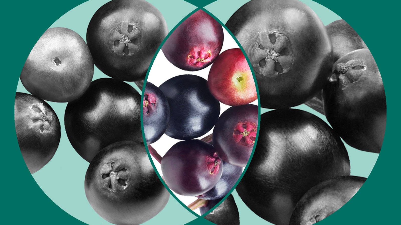 Elderberryfrüchte Schwarz-weiß Collage Wallpaper