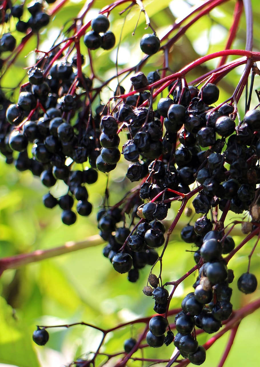 Elderberry Fruits Hanging From A Tree Wallpaper
