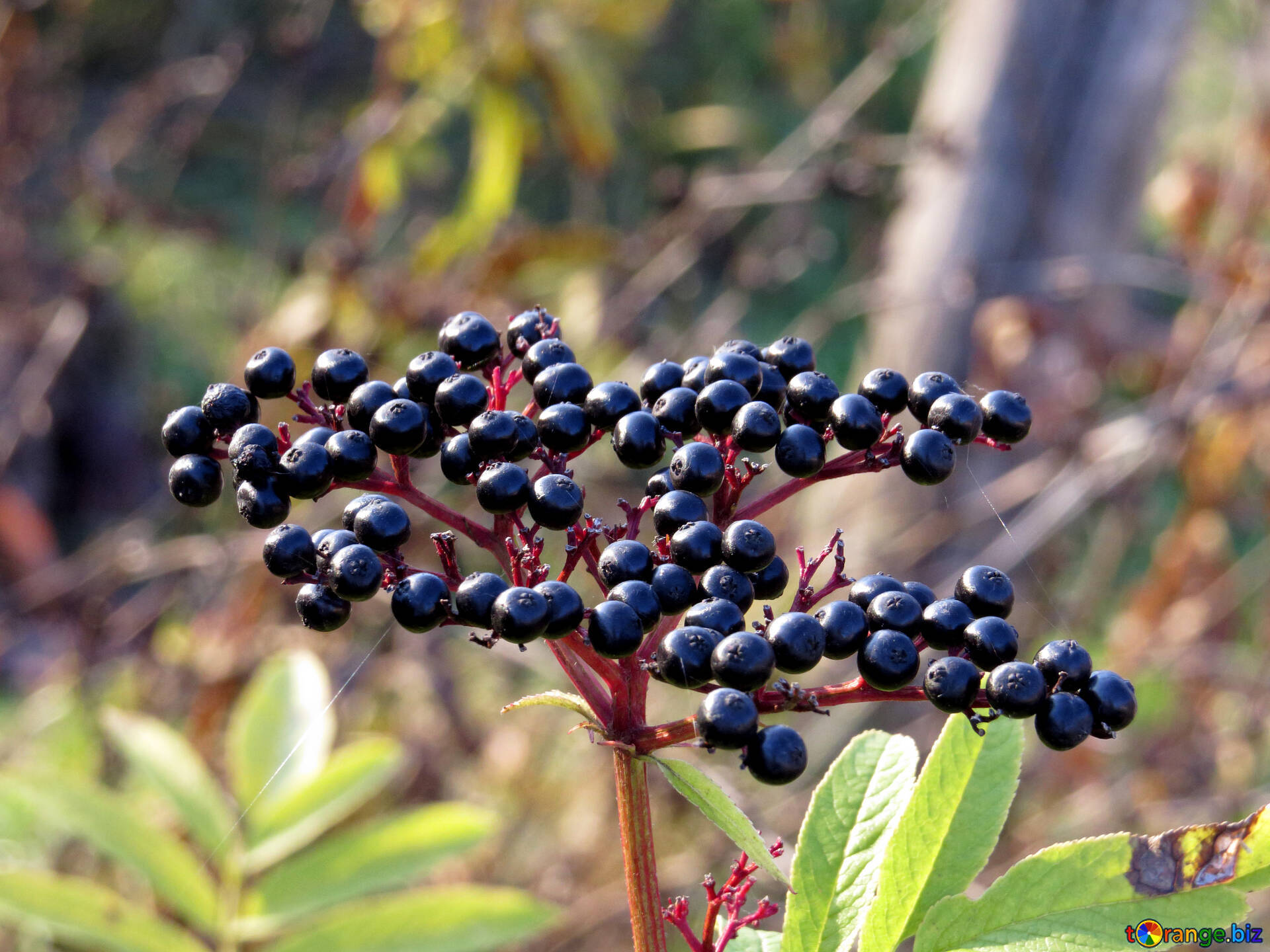 Elderberry Fruits In The Wild Wallpaper