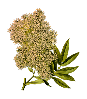 Elderflower Blossom Against Black Background PNG
