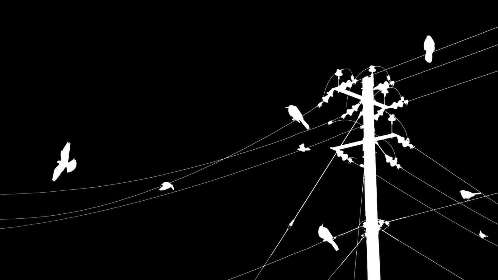 Un'immaginein Bianco E Nero Di Uccelli Posati Su Un Palo Elettrico
