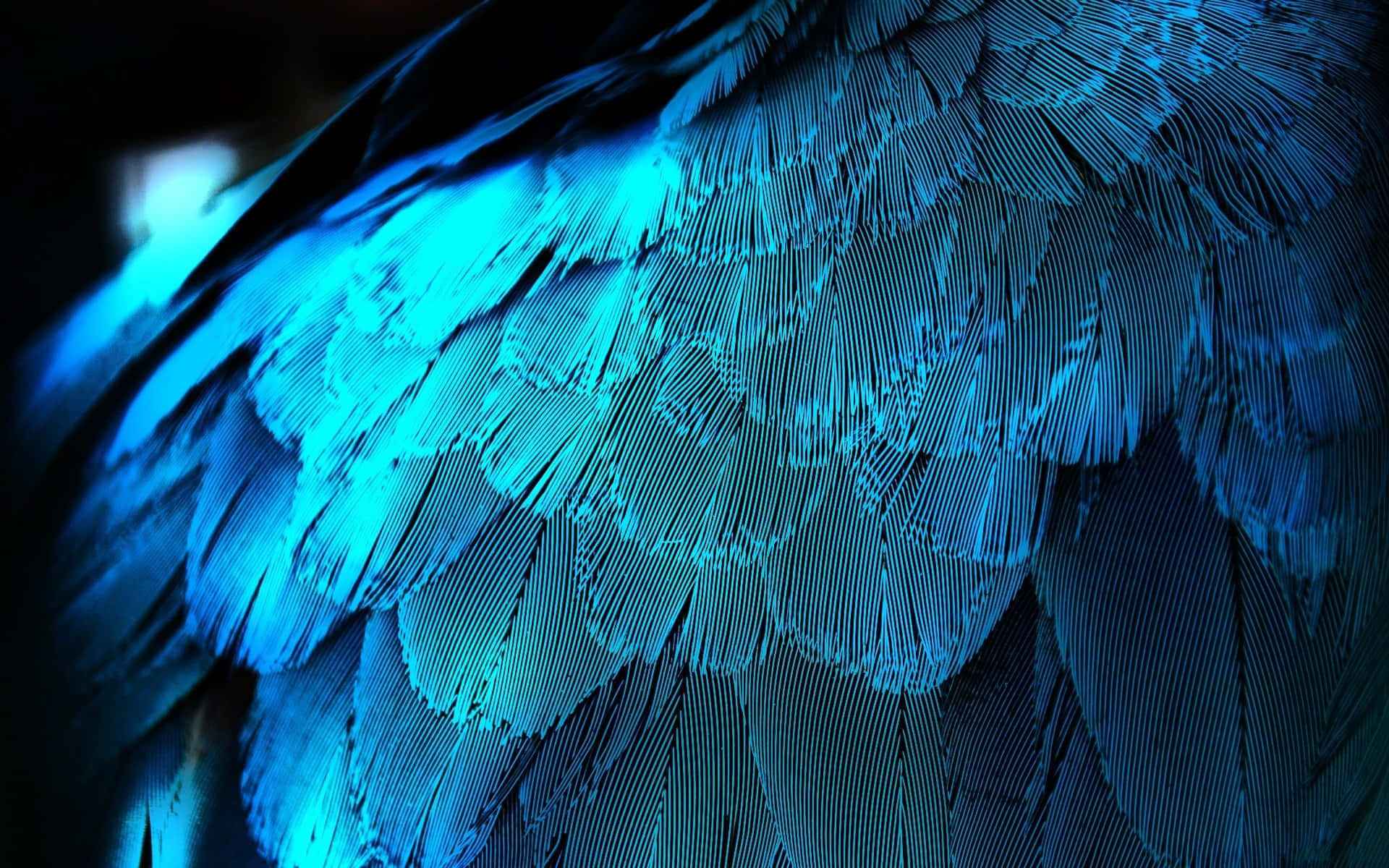Electric Blue Feathers Texture Wallpaper