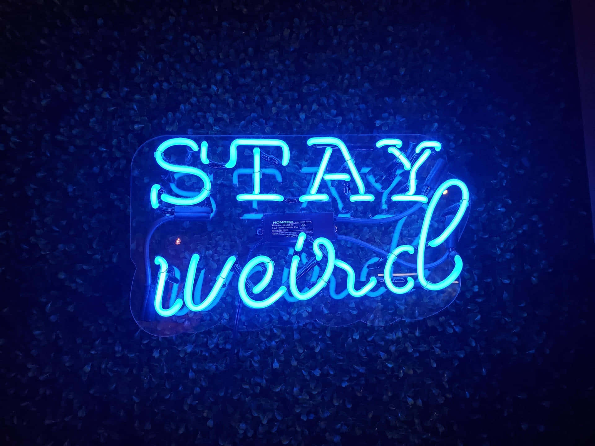 Electric Blue Neon Sign Stay Weird Wallpaper