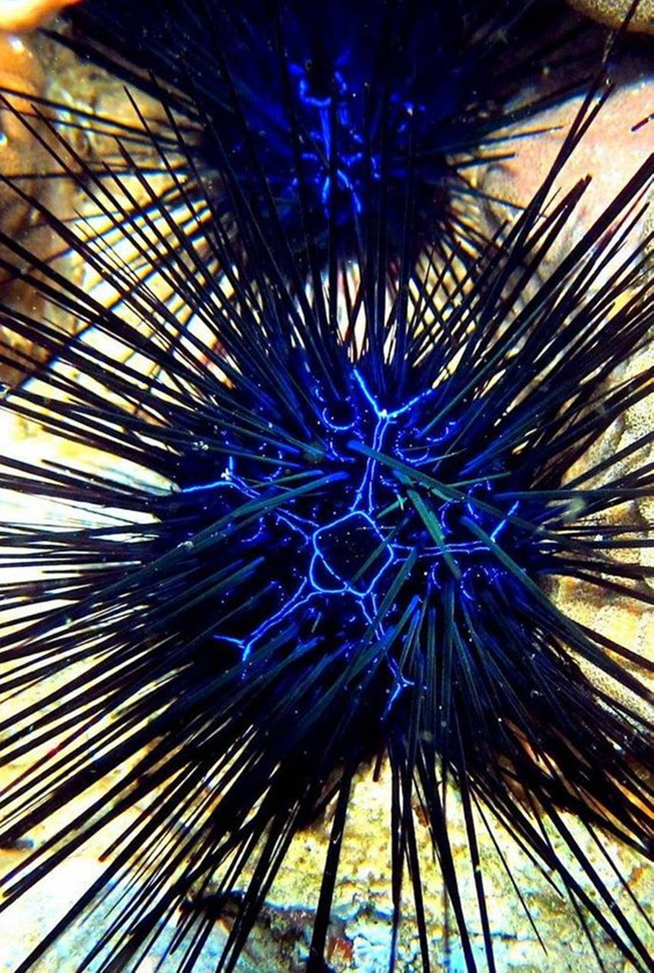 Electric Blue Sea Urchin Long Spine Wallpaper