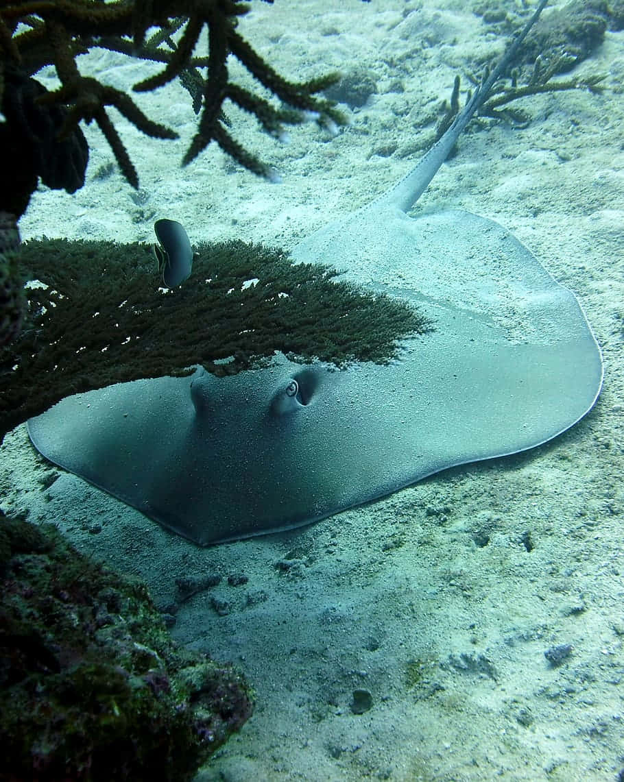 Electric Ray Camouflaged On Ocean Floor Wallpaper