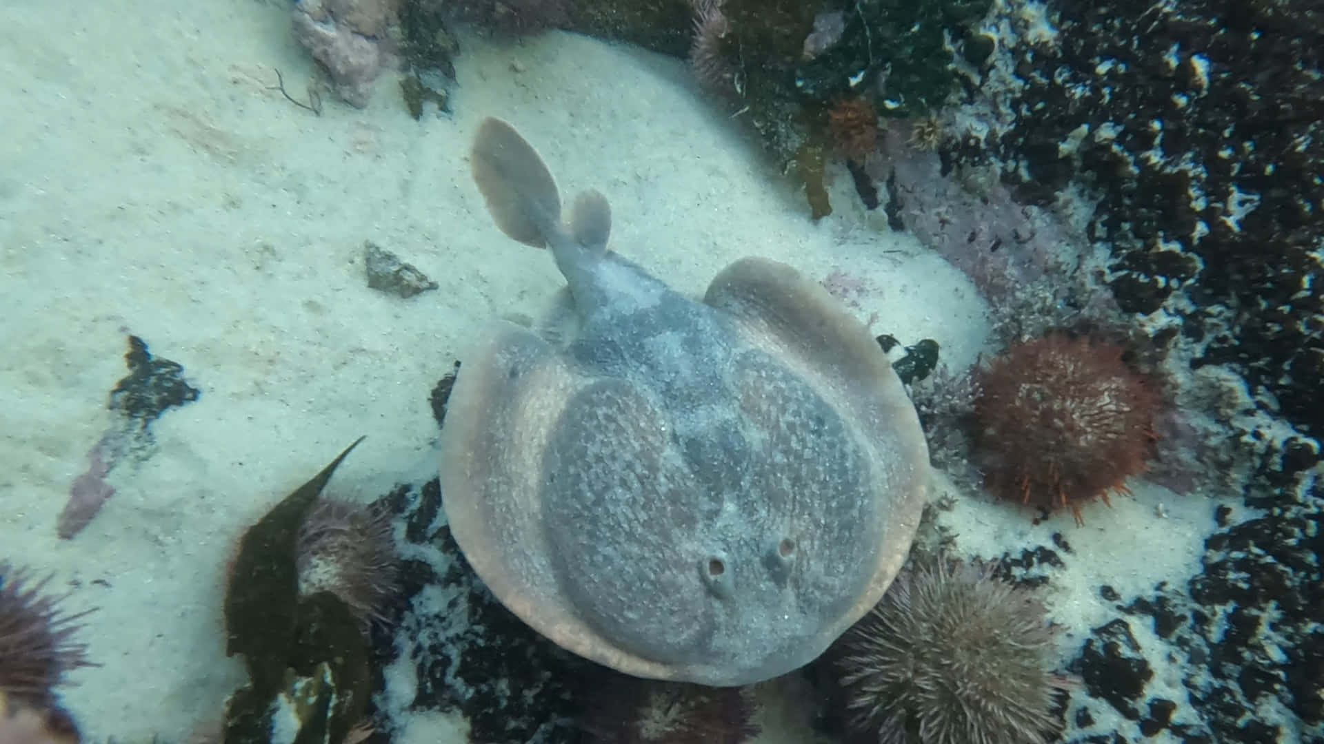 Electric Ray Camouflaged On Ocean Floor Wallpaper