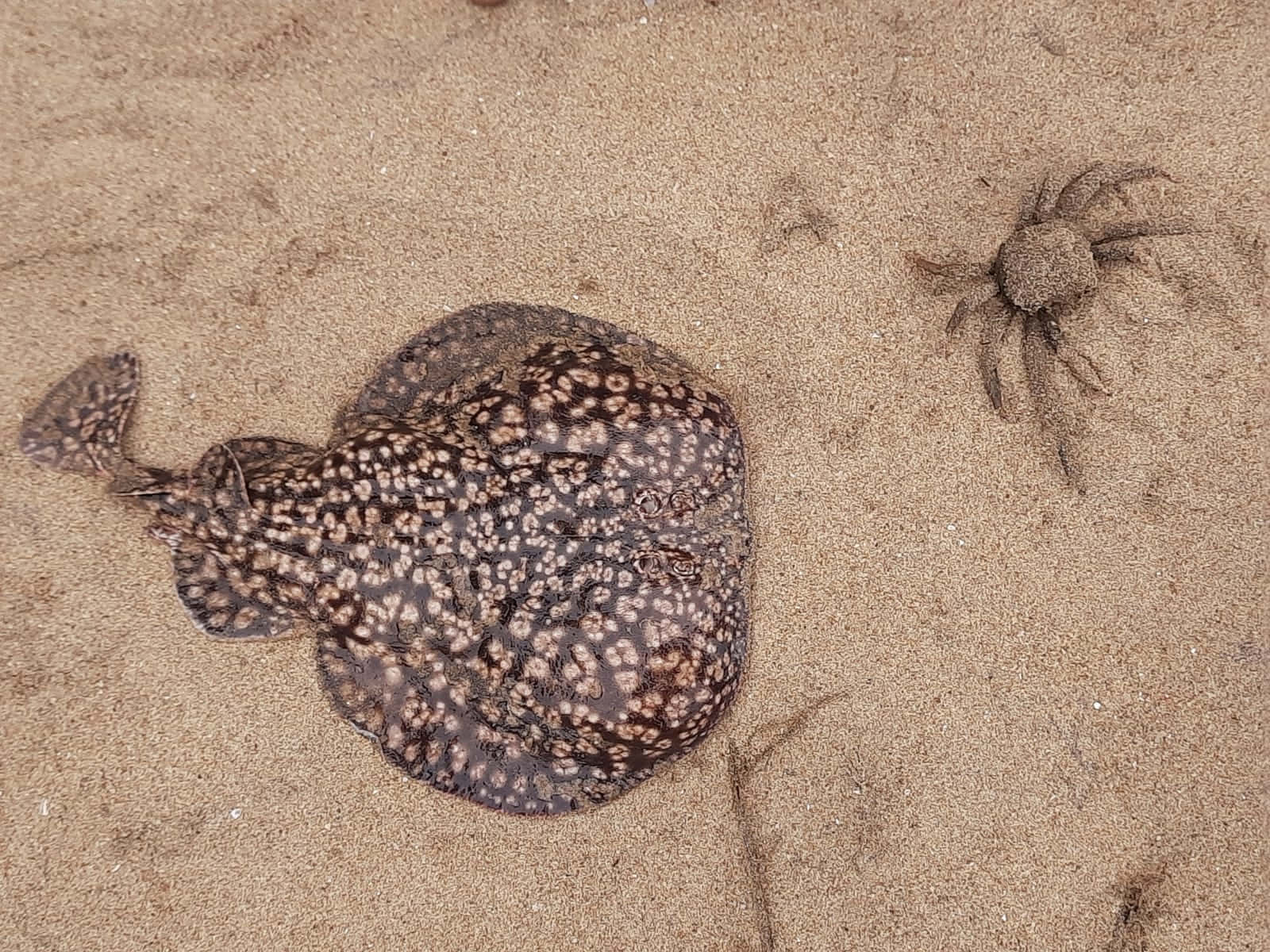 Electric Ray Camouflagedin Sand Wallpaper
