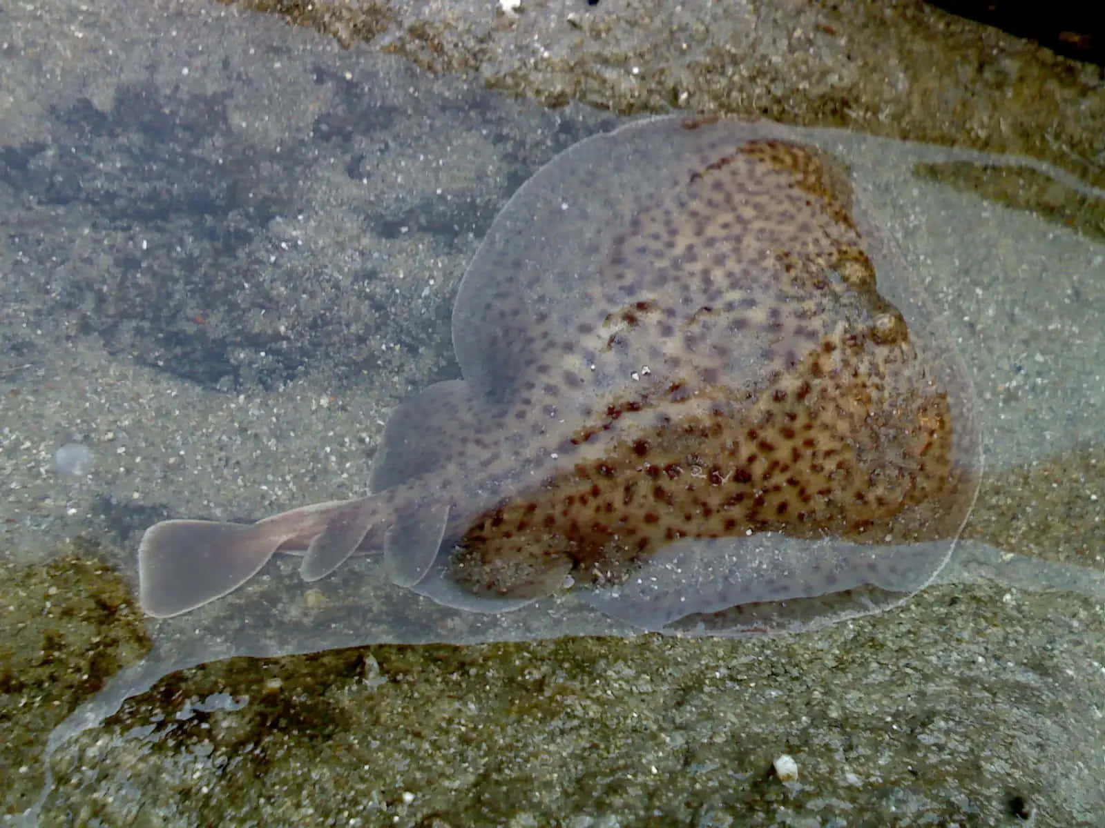 Electric Ray Camouflagedin Shallow Water Wallpaper