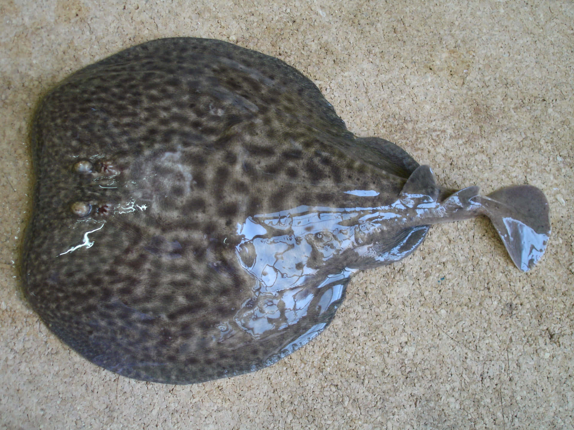 Electric Ray On Sand Wallpaper