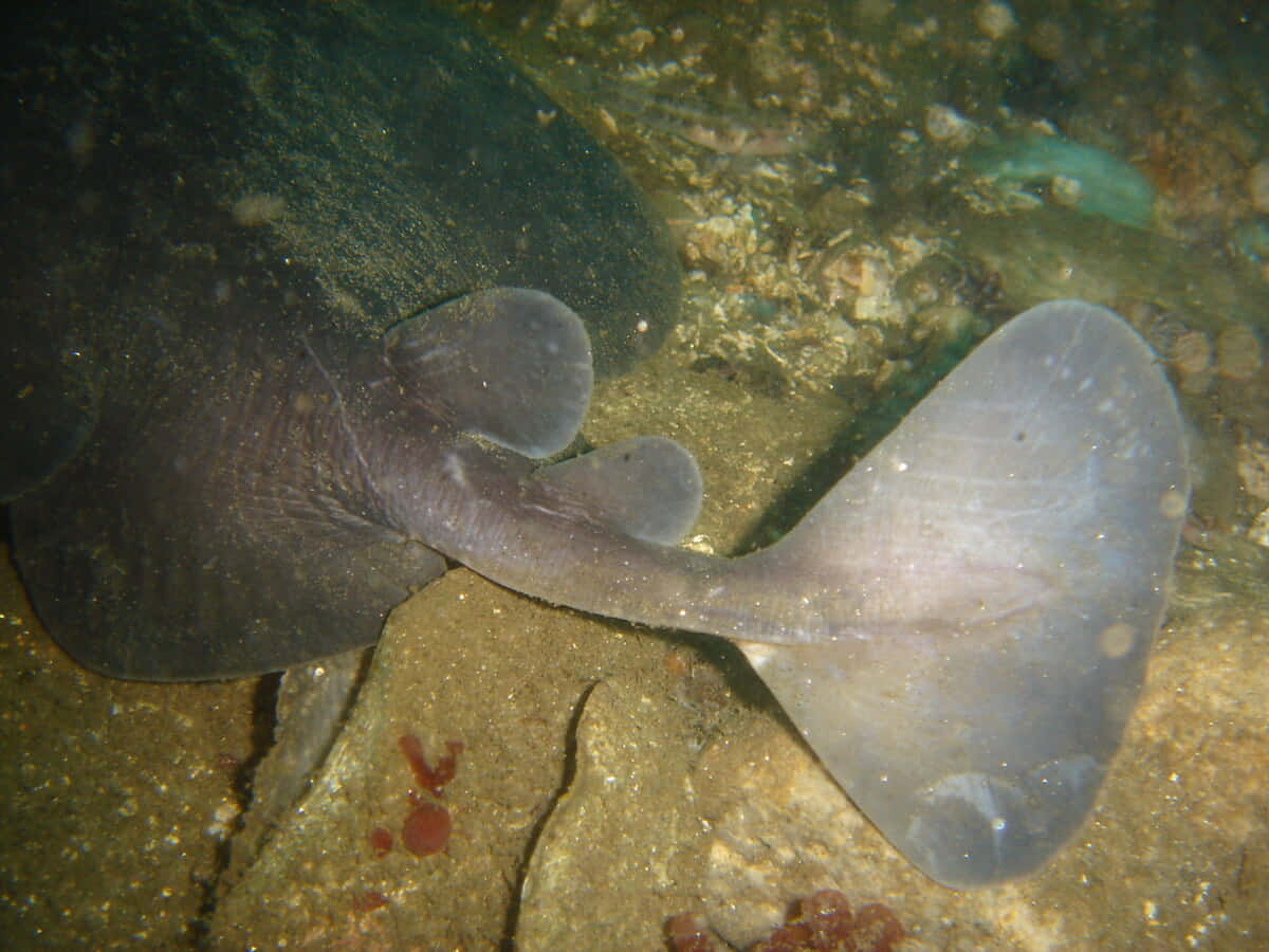 Electric Ray On Seabed Wallpaper