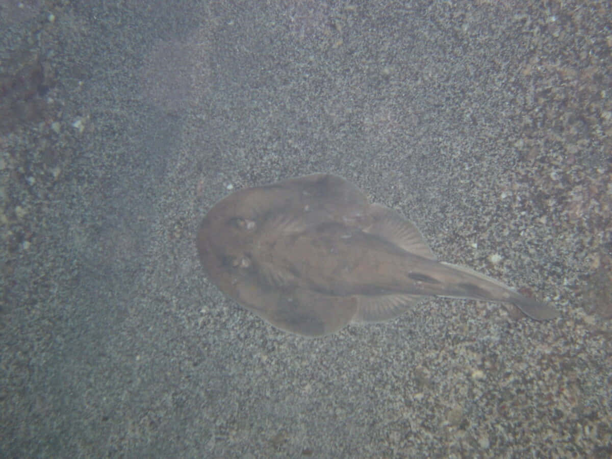 Electric Ray On Seabed.jpg Wallpaper