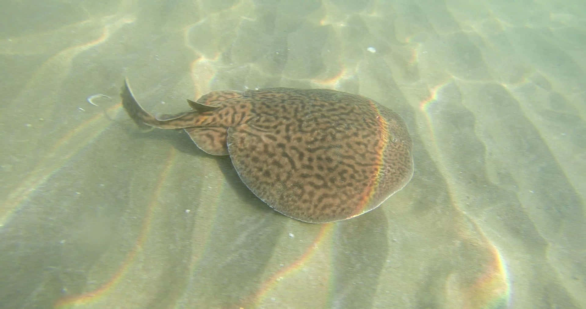 Electric Ray Sandy Seabed Wallpaper