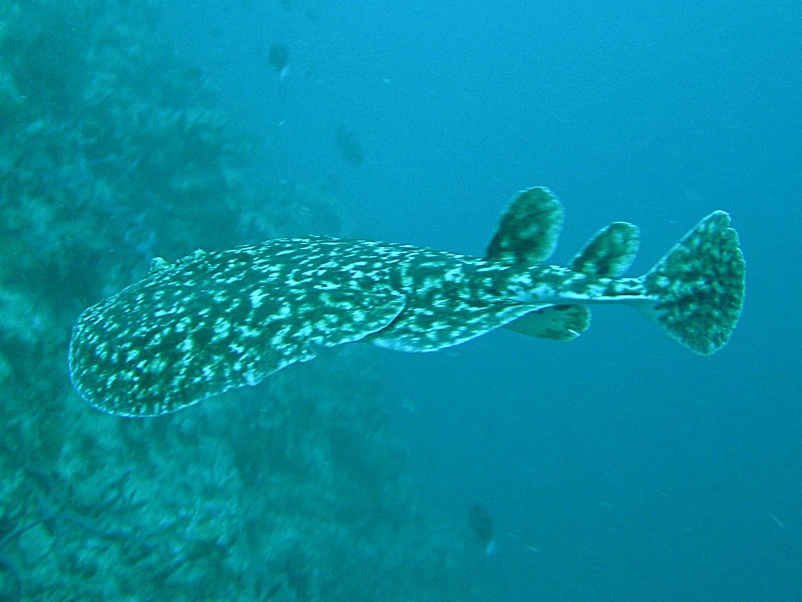 Electric Ray Underwater Scene Wallpaper