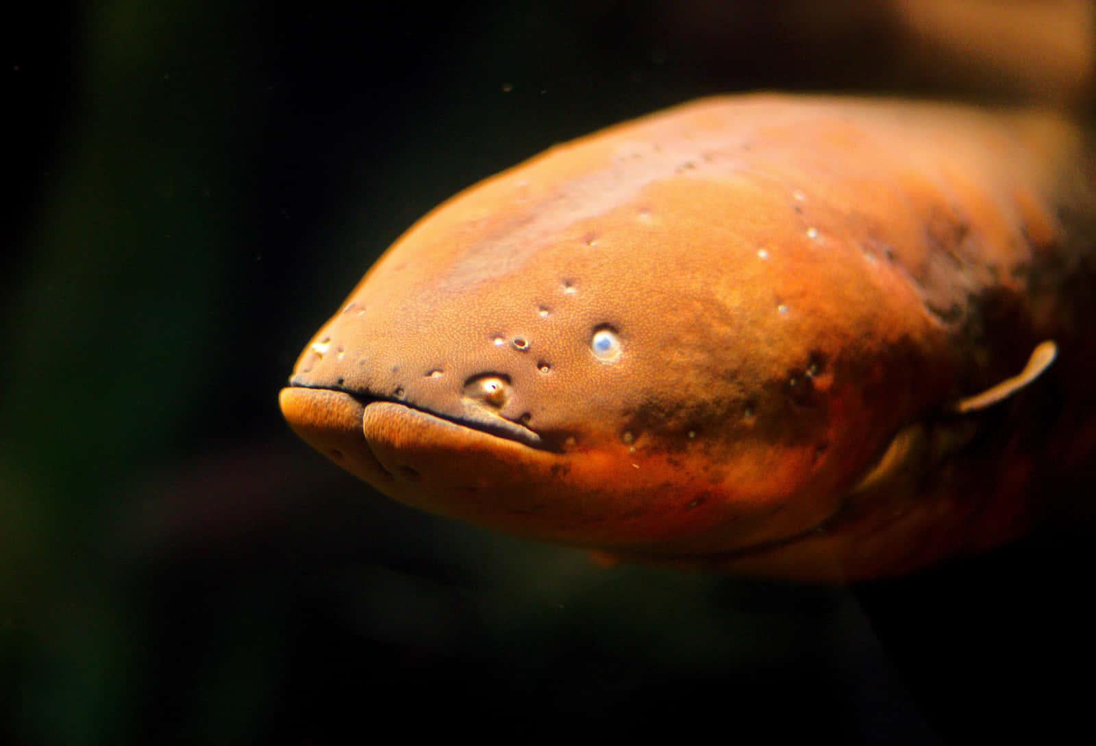 "electrifying Beauty: An Electric Eel Swimming In The Depths" Wallpaper