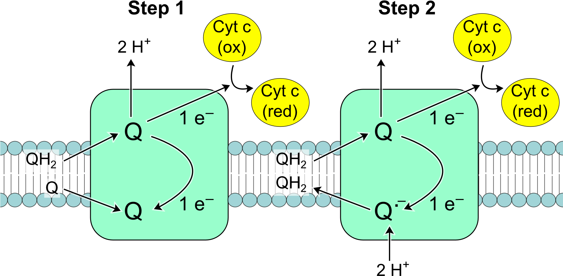 Electron Transport Chain Q Cycle PNG