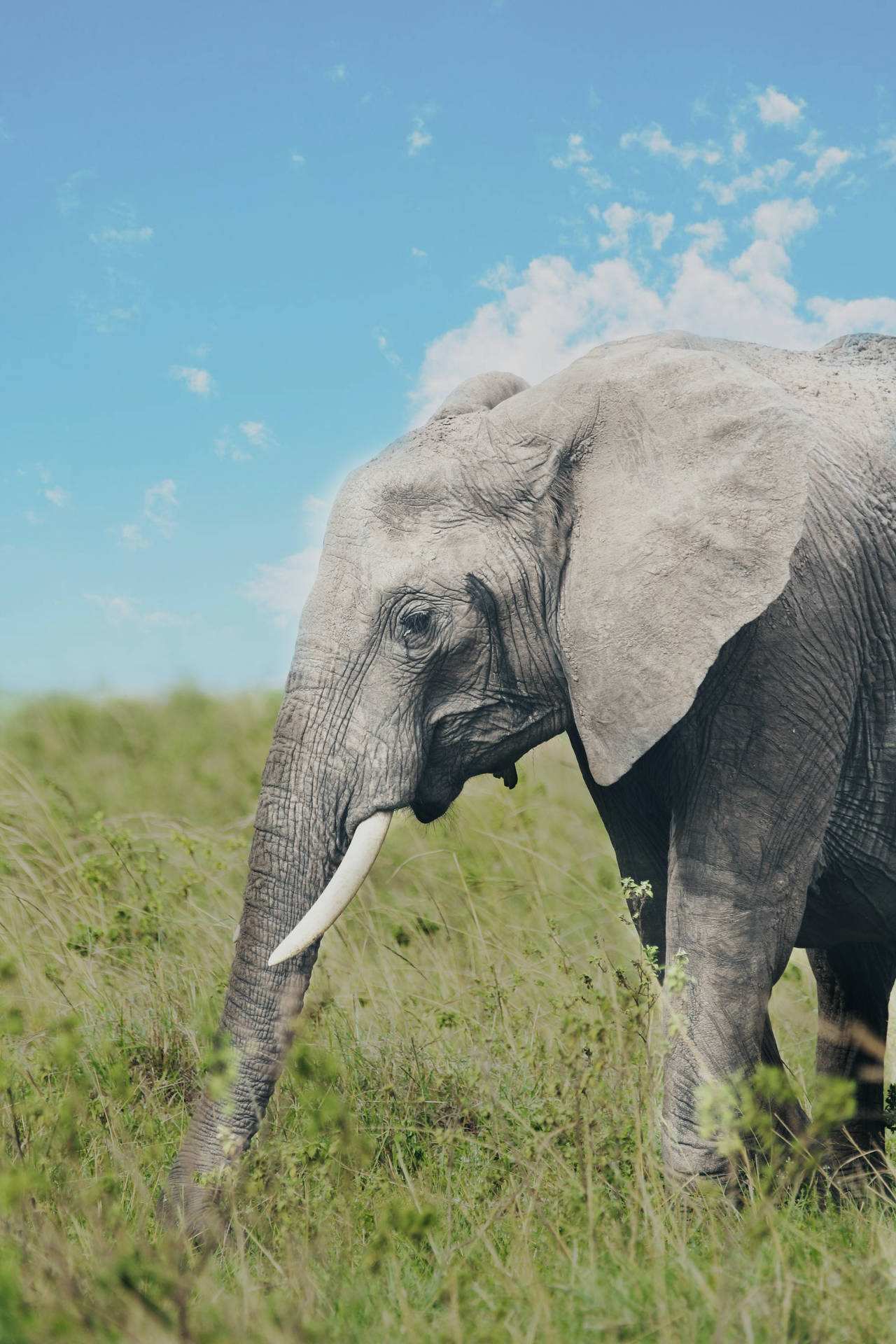 Elefant På Græs Iphone Wallpaper