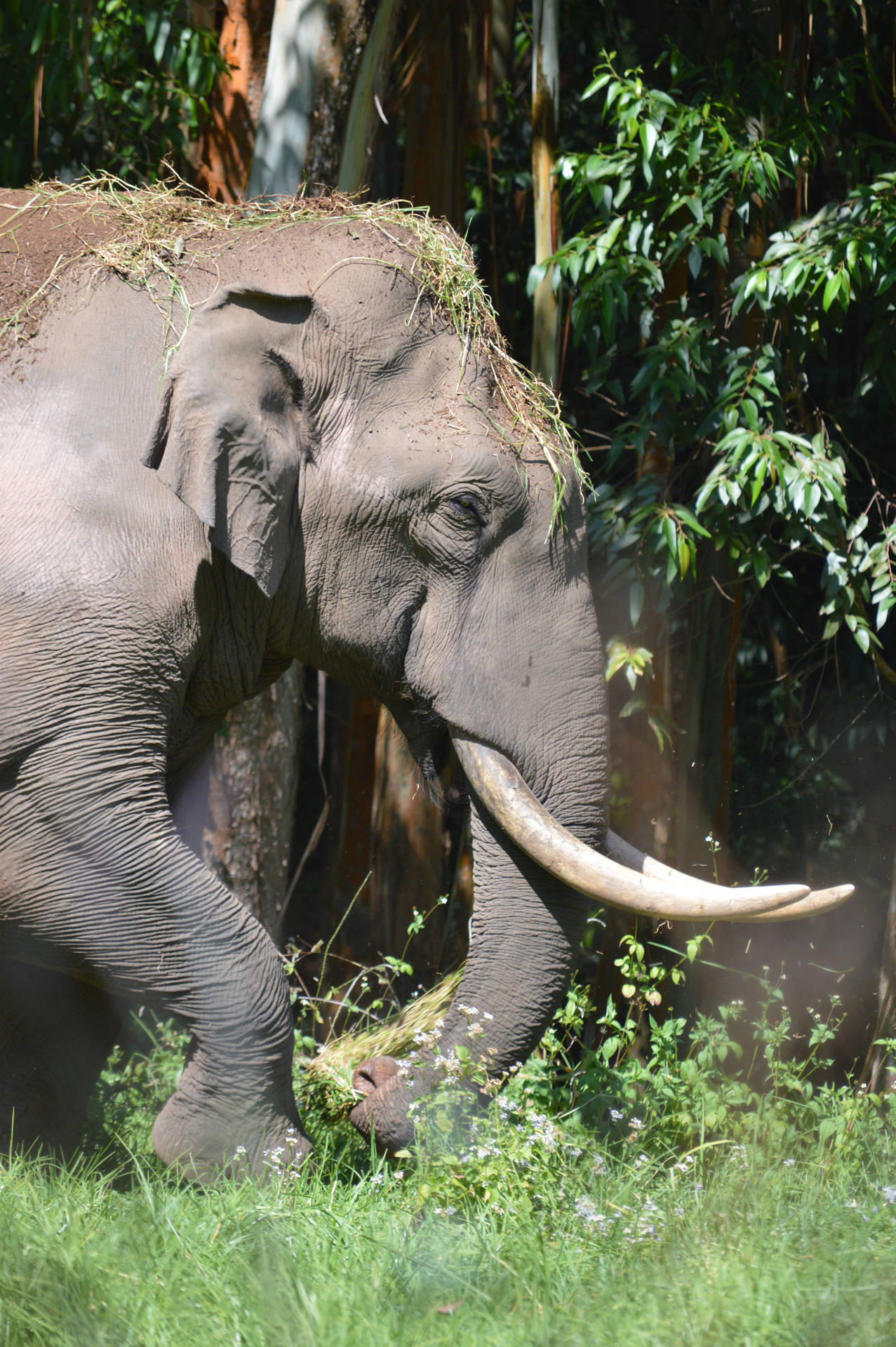 Elefante Com Grama Na Cabeça Iphone Papel de Parede