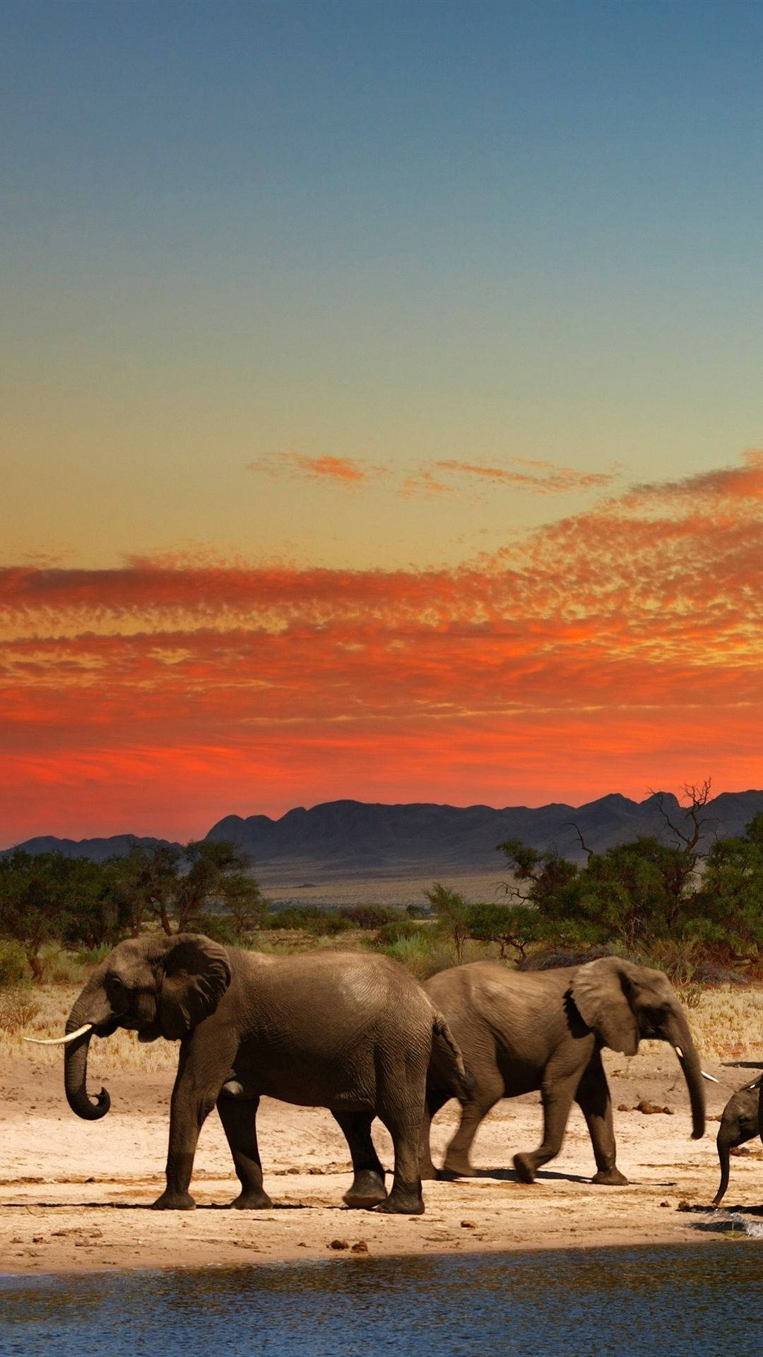 Elefanter I Vanding Hul Afrika Iphone Wallpaper