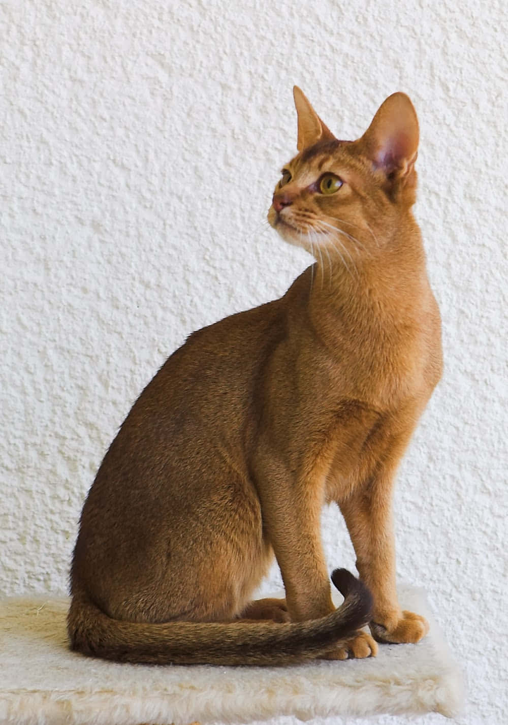 Elegant Abyssinian Cat Gazing Outside Wallpaper