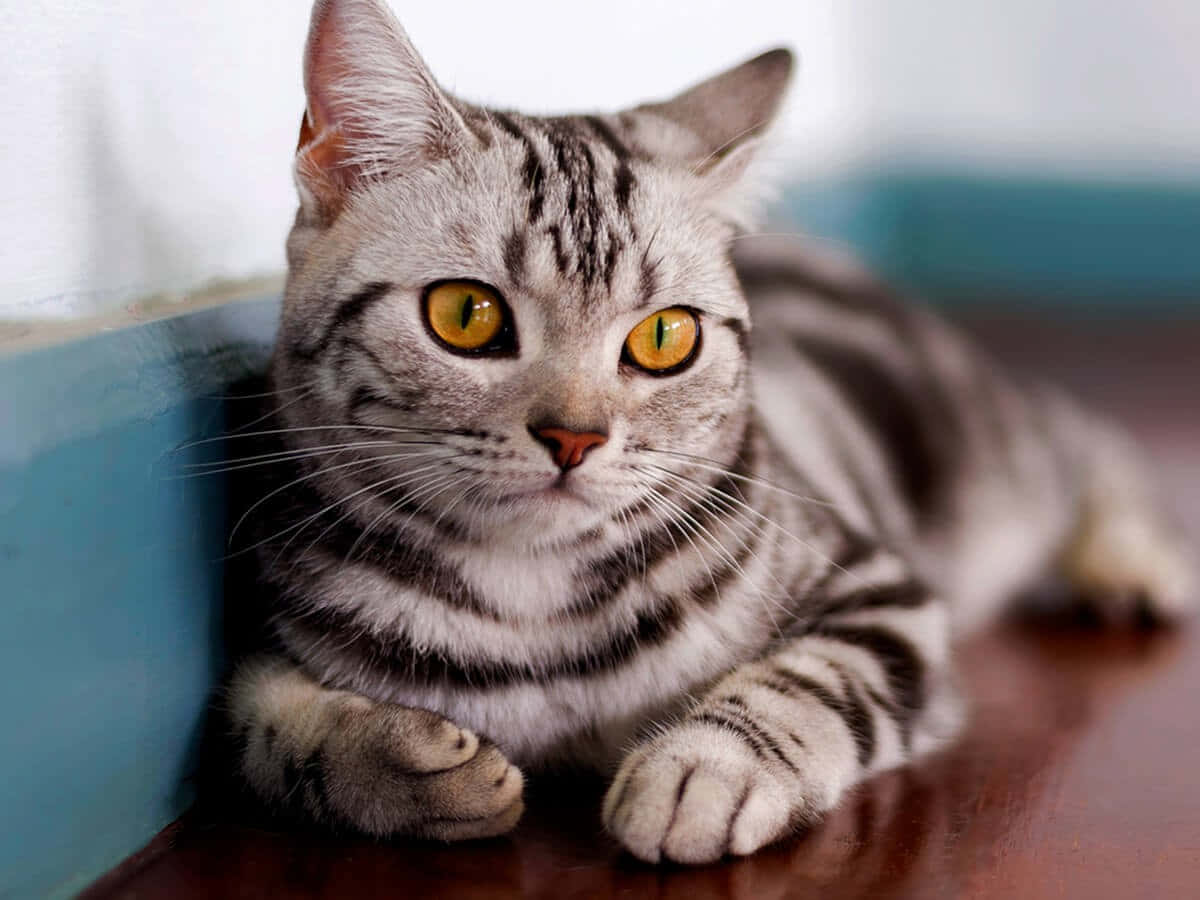 Elegant American Shorthair Cat Lounging Wallpaper