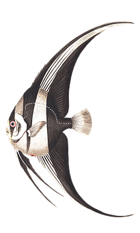 Elegant Angelfish Swimming PNG