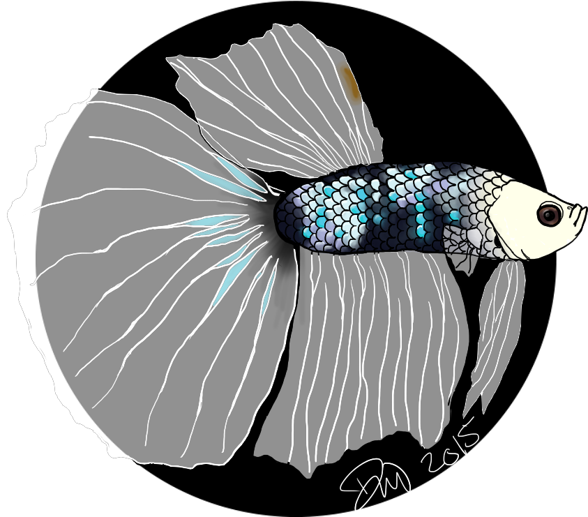 Elegant Betta Fish Illustration PNG