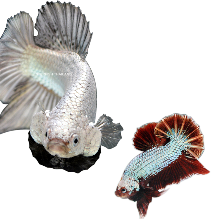 Elegant Betta Fish Pair.png PNG