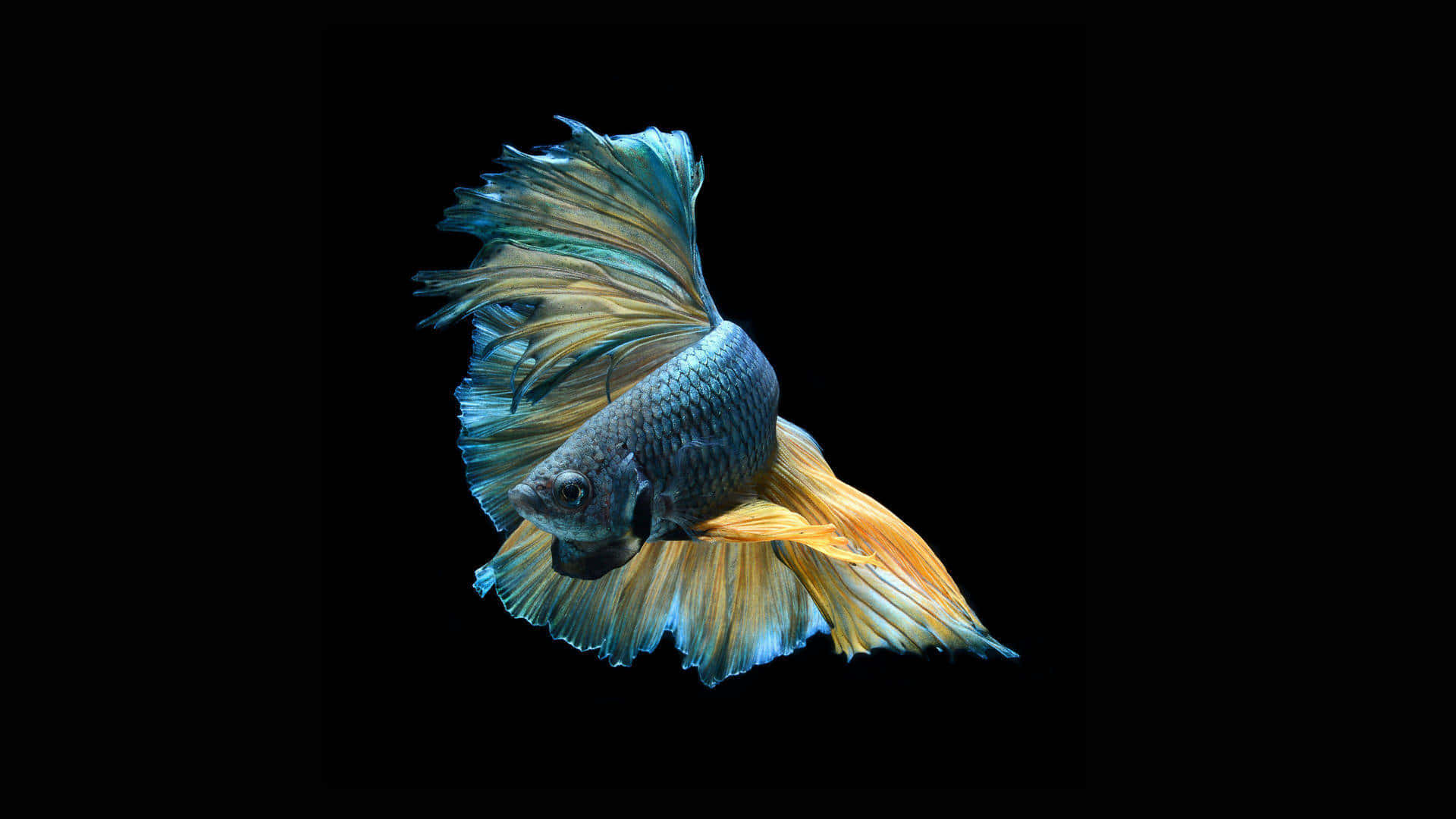 Elegant Betta Fish Swimming Wallpaper