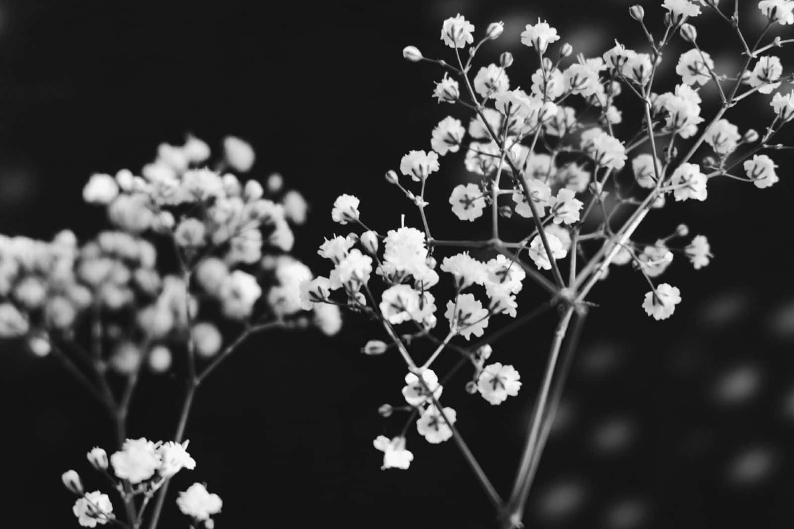 Elegant_ Black_and_ White_ Florals.jpg Wallpaper