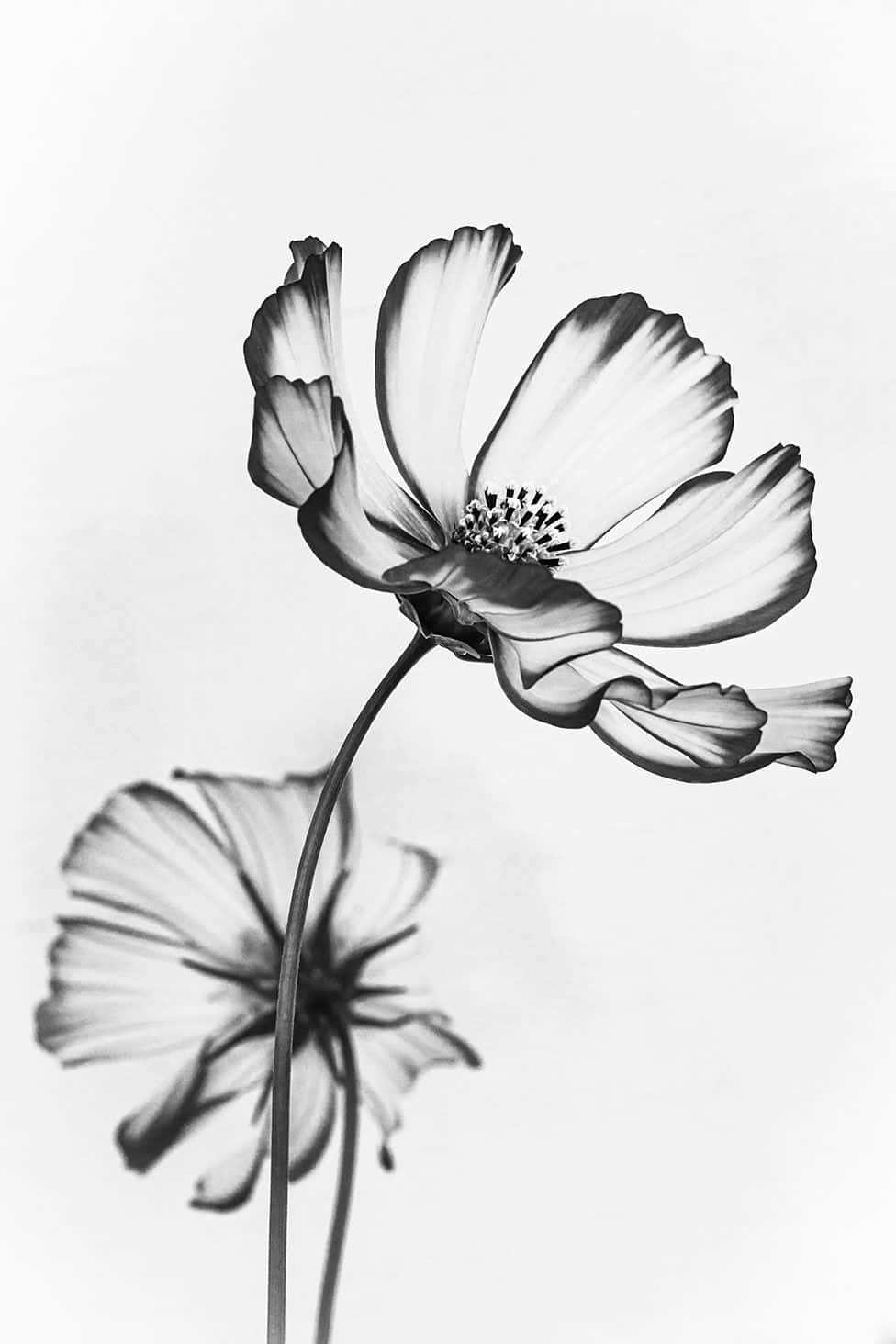 Elegant_ Black_and_ White_ Flower Wallpaper