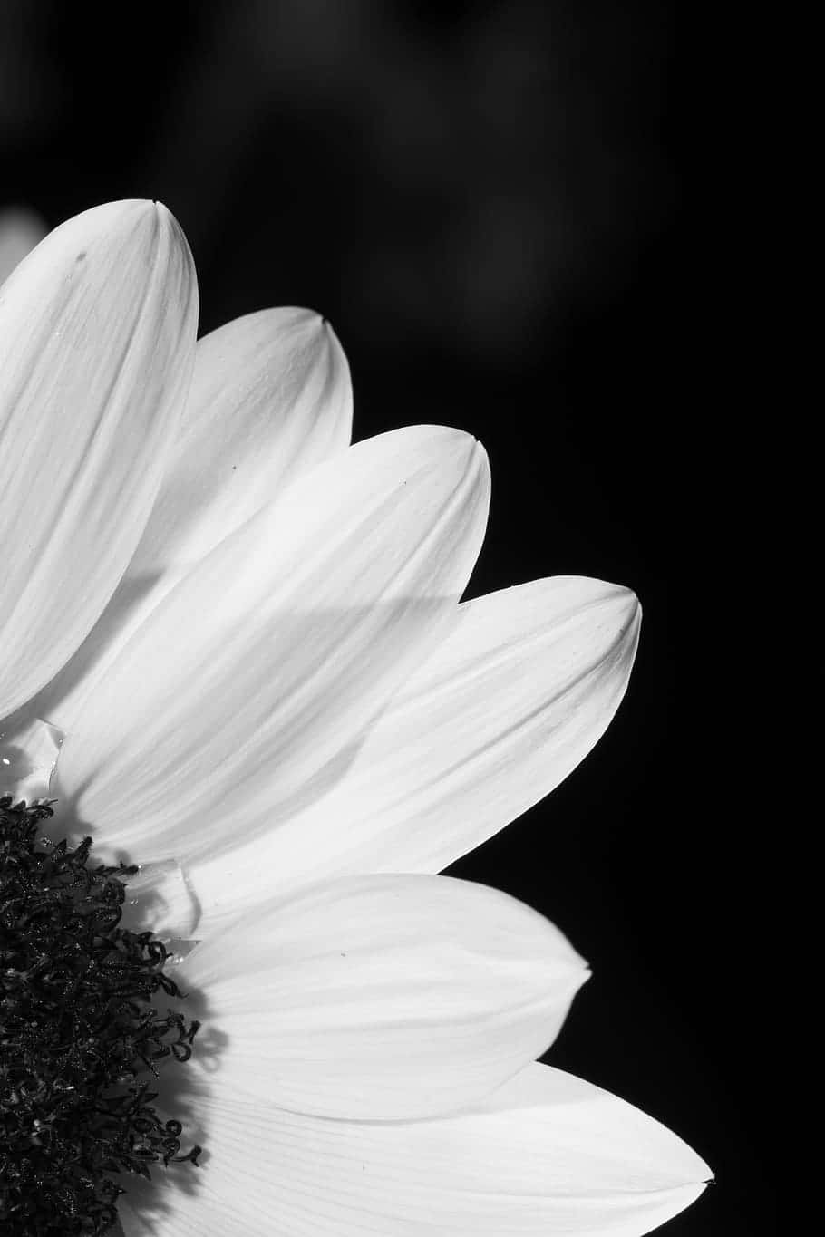 Elegant_ Black_and_ White_ Flower_ Closeup.jpg Wallpaper