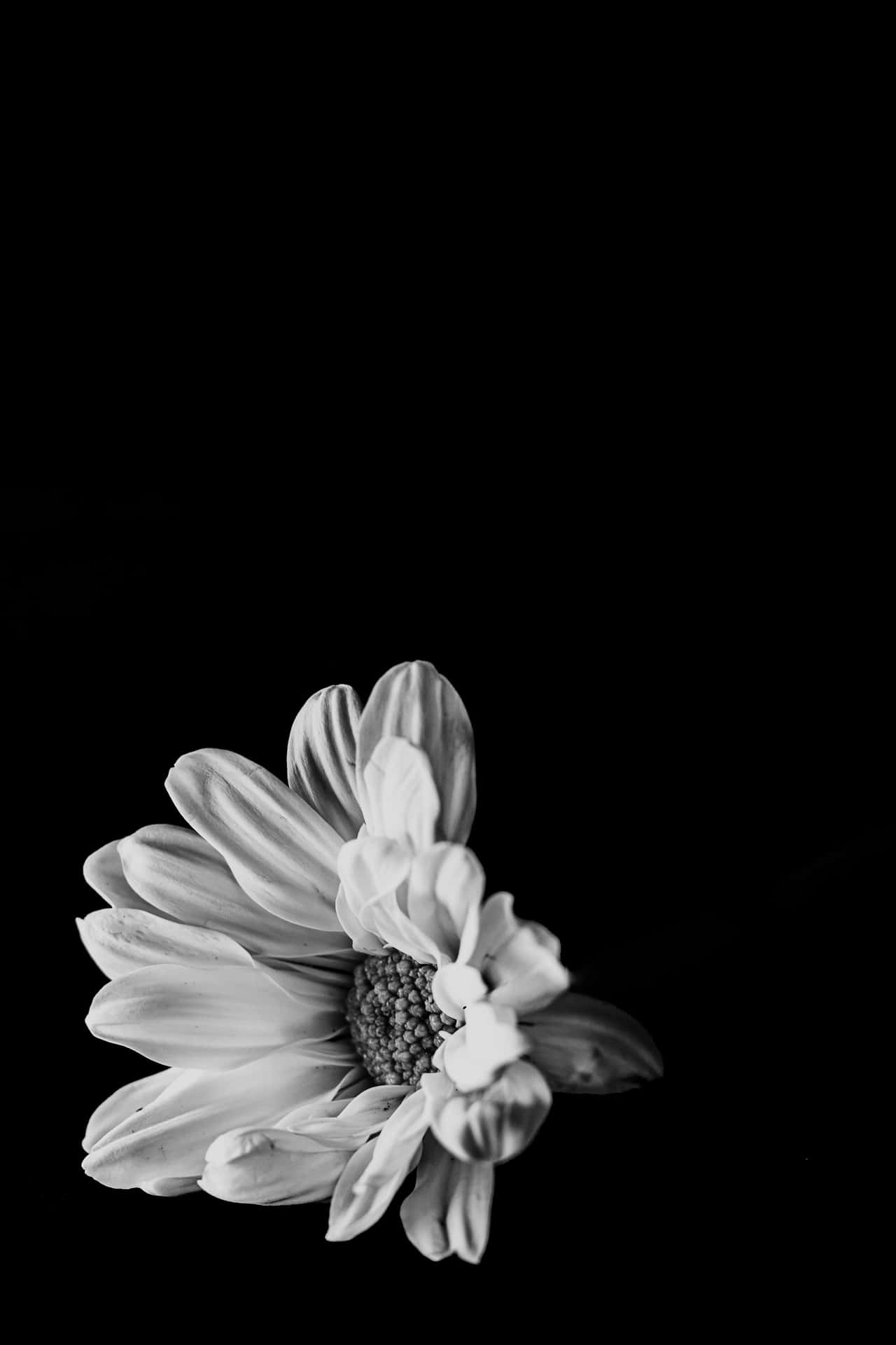 Elegant_ Black_and_ White_ Flower Wallpaper