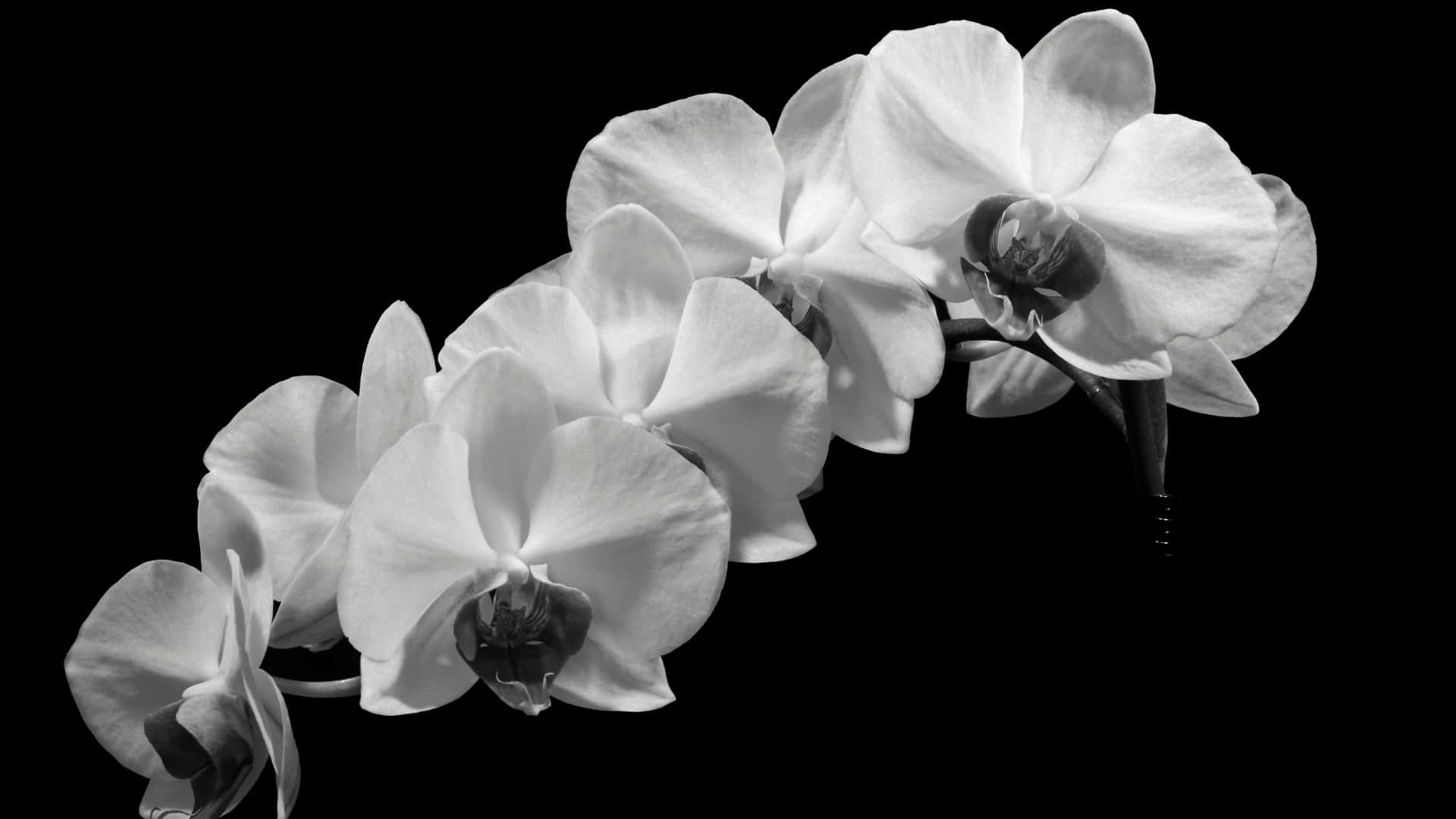 Elegant Black And White Orchid Wallpaper