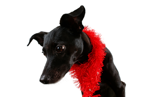 Elegant Black Dog Red Boa PNG