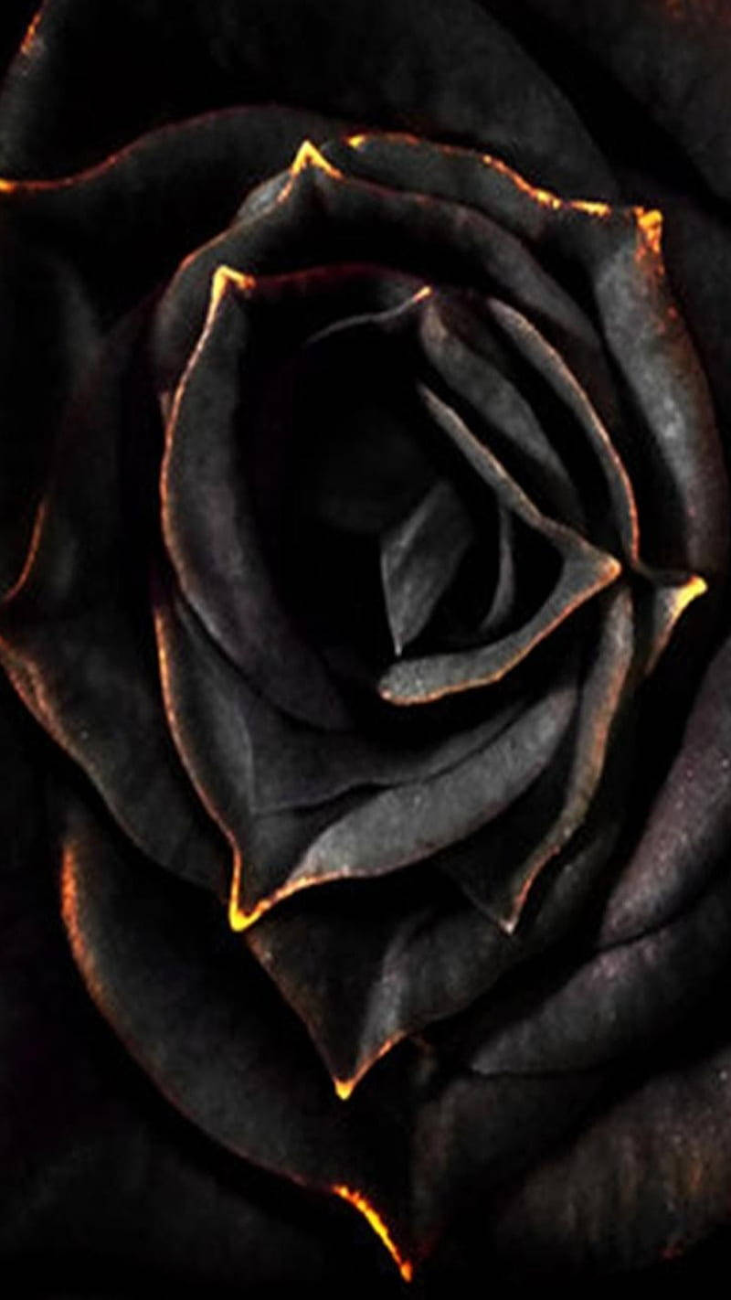 Elegant Black Rose iPhone Wallpaper