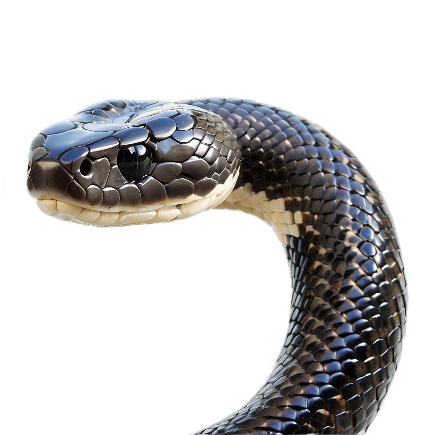 Elegant Black Snake Png Xkf31 PNG