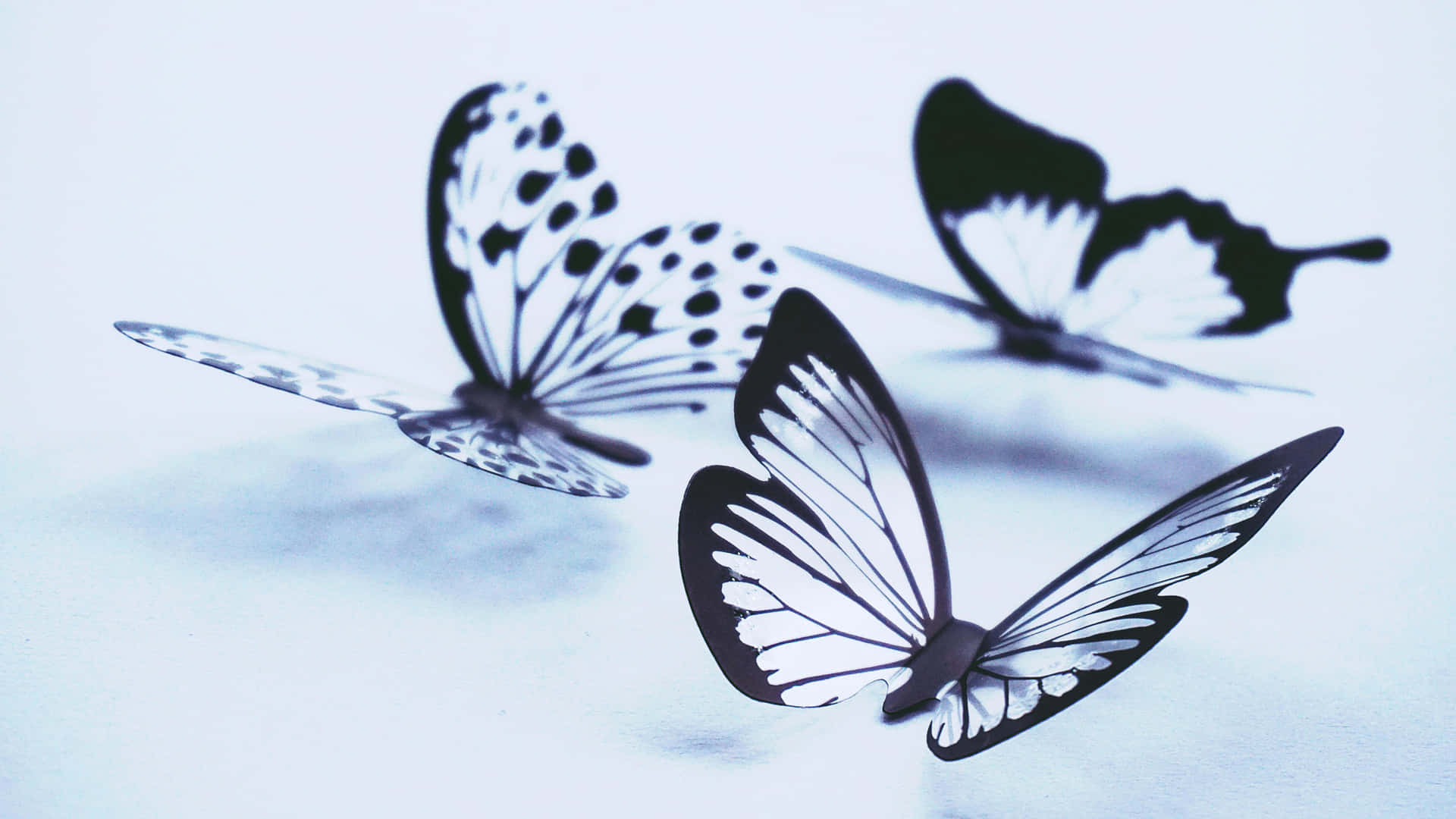 Elegant Black White Butterflies Wallpaper